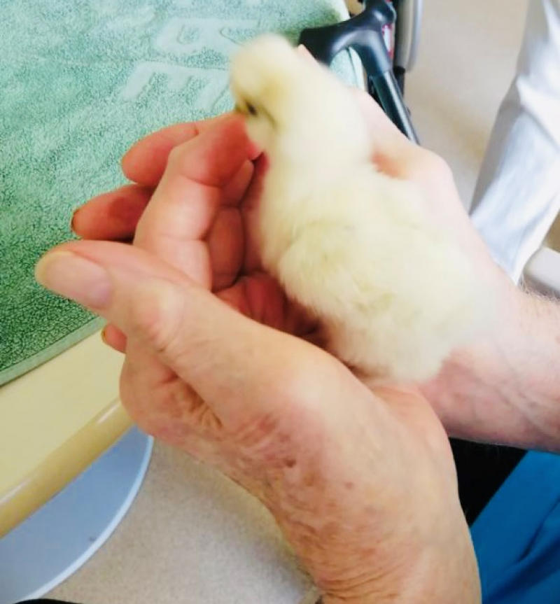 Reprise des séances de médiation animale à l'étage