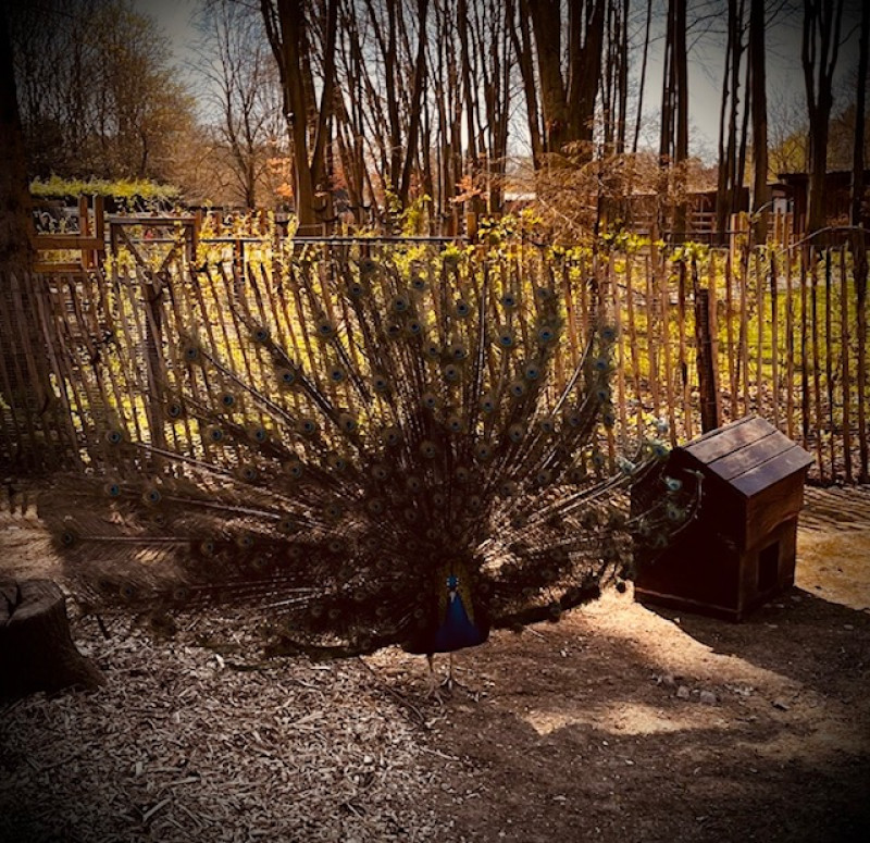 Sortie au Parc des Cytises