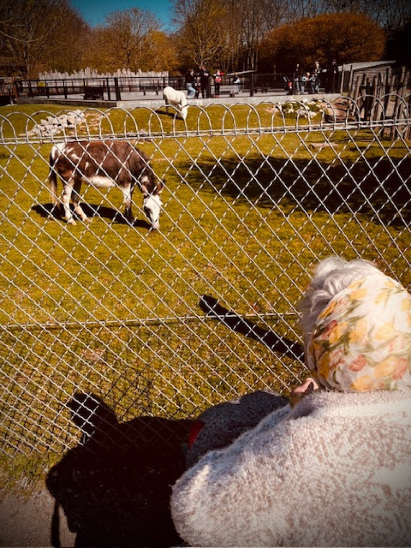 Sortie au Parc des Cytises